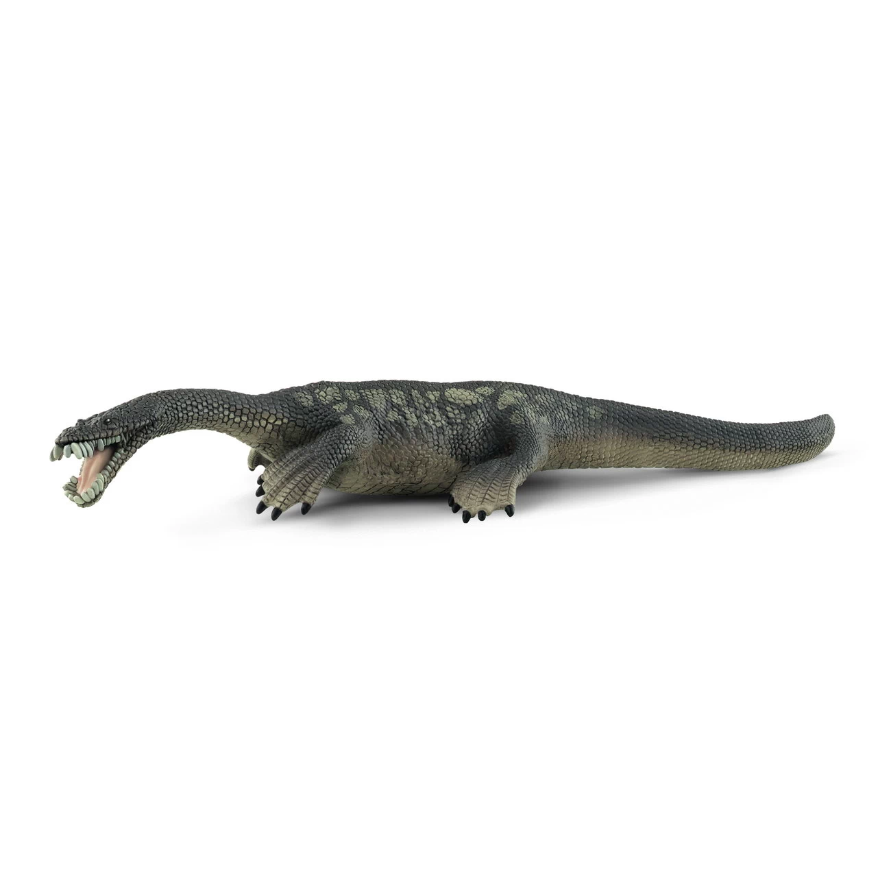 Nothosaurus (15031)
